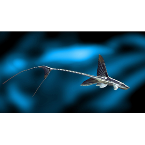 Стурисома панамская (Sturisomatichthys panamense) — пресноводная рыба из семейства Лорикариевых (Кольчужных) сомов, известная необычной внешностью, напоминающей стрекозу.