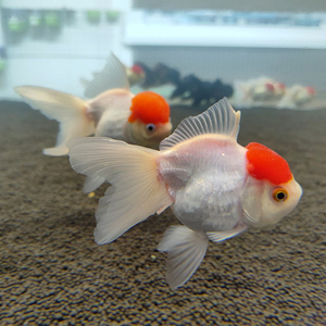 Оранда «Красная шапочка» (Redcap Oranda Goldfish) — короткотелая селекционная форма золотой рыбки. Получила название из-за большого красного нароста на голове, который похож на шапку.