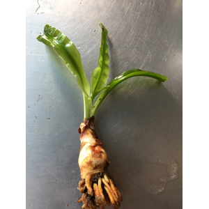 КРИНУМ ВОДНЫЙ - Crinum aquatica