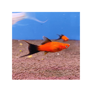 Меченосец Берлинский вильчатый (Red Wagtail Swordtail) — искусственно выведенная порода аквариумных рыбок, результат селекционной работы с пецилией чернохвостой и меченосцем зелёным.