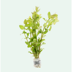 БАКОПА КАРОЛИНСКАЯ - Bacopa caroliniana