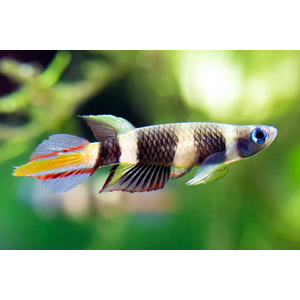 Pseudoepiplatys annulatus — латинское название эпиплатиса факельного (щучки-клоуна, килли-клоуна). Это пресноводная лучёперая рыбка из семейства Нотобранхиевые.