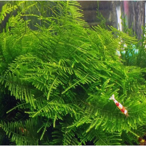 МОХ ГИГАНТСКИЙ ЮЖНАЯ АМЕРИКА - Moss sp. Giant South America