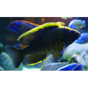 Аулонокара майланда (Aulonocara maylandi) — пресноводная рыба из семейства цихловых, эндемик озера Малави в Восточной Африке.