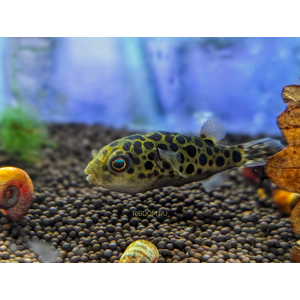 Tetraodon nigroviridis (зелёный тетраодон, Dichotomyctere nigroviridis) — солоноватоводная лучеперая рыба из семейства Иглобрюхие (Tetraodontidae).