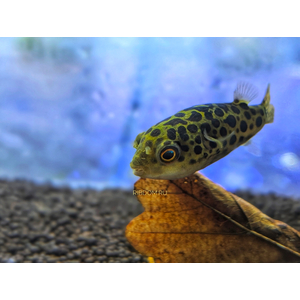 Tetraodon nigroviridis (зелёный тетраодон, Dichotomyctere nigroviridis) — солоноватоводная лучеперая рыба из семейства Иглобрюхие (Tetraodontidae).