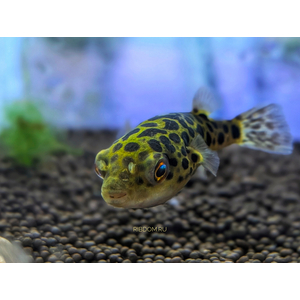 Tetraodon nigroviridis (зелёный тетраодон, Dichotomyctere nigroviridis) — солоноватоводная лучеперая рыба из семейства Иглобрюхие (Tetraodontidae).