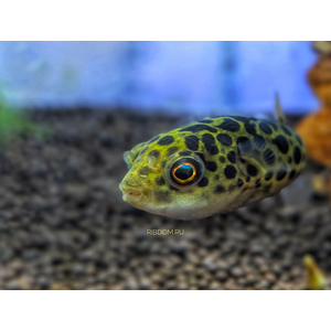 Tetraodon nigroviridis (зелёный тетраодон, Dichotomyctere nigroviridis) — солоноватоводная лучеперая рыба из семейства Иглобрюхие (Tetraodontidae).