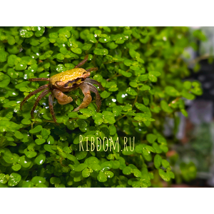 Metasesarma obesum var. Green (зелёный краб батик) — небольшой полусухопутный краб семейства Sesarmidae.