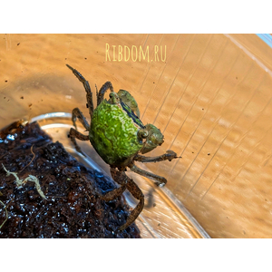 Metasesarma obesum var. Green (зелёный краб батик) — небольшой полусухопутный краб семейства Sesarmidae.