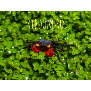 Краб-вампир красноклешневый (Geosesarma dennerle) — пресноводный тропический краб, ведущий преимущественно наземный образ жизни.