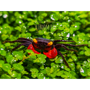 Краб-вампир красноклешневый (Geosesarma dennerle) — пресноводный тропический краб, ведущий преимущественно наземный образ жизни.