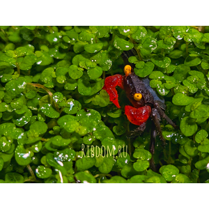 Краб-вампир красноклешневый (Geosesarma dennerle) — пресноводный тропический краб, ведущий преимущественно наземный образ жизни.