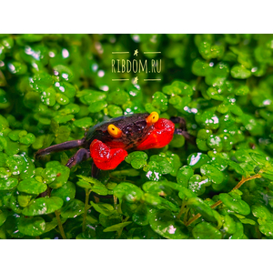 Краб-вампир красноклешневый (Geosesarma dennerle) — пресноводный тропический краб, ведущий преимущественно наземный образ жизни.