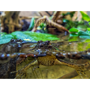 Occidozyga lima (индонезийская лягушка, Rough-skinned Floating Frog, Green Puddle Frog) — вид лягушек семейства Dicroglossidae.