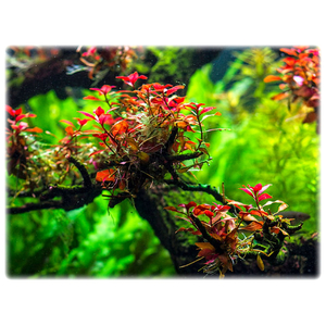 Людвигия мини супер ред (Ludwigia «Mini Super Red») — аквариумное растение, которое отличается яркой красной окраской листьев и компактной формой.Людвигия мини супер ред (Ludwigia «Mini Super Red») — аквариумное растение, которое отличается яркой красной окраской листьев и компактной формой.