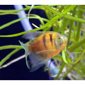 Тернеция GloFish с полосками — генетически модифицированная форма обычной тернеции (Gymnocorymbus ternetzi), отличающаяся ярким флуоресцентным окрасом (зелёным, оранжевым, синим, розовым, пурпурным). Способность светиться  при ультрафиолетовом или синем освещении связана с внедрением генов медуз или кораллов.