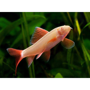 Epalzeorhynchos frenatum albino — альбиносная форма пресноводной лучепёрой рыбки из семейства Карповые, также известной как зелёный лабео или радужная акула.