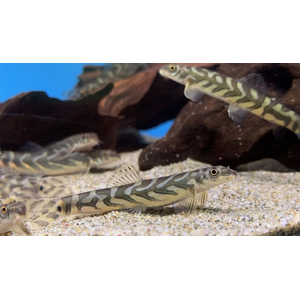 Mesonoemacheilus triangularis (вьюн Зодиак, Zodiac Loach) — пресноводная рыба из семейства Nemacheilidae (гольцовые).Mesonoemacheilus triangularis (вьюн Зодиак, Zodiac Loach) — пресноводная рыба из семейства Nemacheilidae (гольцовые).