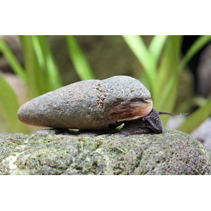 Tylomelania sp. Chocolate Poso Snail — это вид пресноводных улиток из рода Tylomelania, эндемичный для острова Сулавеси в Индонезии. В аквариумных условиях их также называют «шоколадными кроличьими улитками».