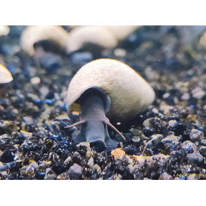 Tylomelania sp. Chocolate Poso Snail — это вид пресноводных улиток из рода Tylomelania, эндемичный для острова Сулавеси в Индонезии. В аквариумных условиях их также называют «шоколадными кроличьими улитками».