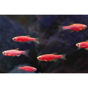 Данио Гло Алый Корал (Danio GloFish «Алый Корал») — генетически модифицированная форма аквариумных рыбок данио-рерио, отличающаяся ярким флуоресцентным свечением