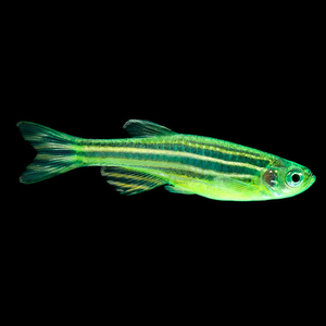​Данио рерио (GloFish) «Мятный» — генетически модифицированная форма аквариумной рыбки данио-рерио (Danio rerio), выведенная путём добавления генов морских медуз и кораллов, продуцирующих светящийся белок.