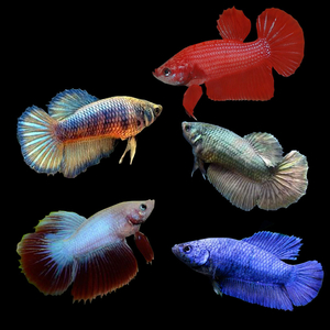 Курочка супердельта (Betta splendens «Super Delta») — селекционная форма сиамского петушка, отличающаяся особым строением хвостового плавника и яркой окраской.