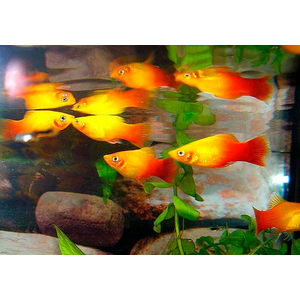 Пецилия Сансет (Platy Sunset, Xiphophorus maculatus) — селекционная форма пецилии, популярная среди аквариумистов благодаря яркой окраске, миролюбивому характеру и неприхотливости в уходе.