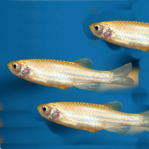 Danio rerio albino — это естественная морфологическая форма классической рыбы данио рерио, отличающаяся отсутствием пигментации, из-за чего полосы на теле имеют белый цвет вместо тёмного.