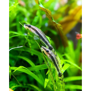 Отоцинклюс аффинис (Otocinclus affinis, также известен как Macrotocinclus affinis) — пресноводная лучеперая рыбка из семейства кольчужных сомов (Loricariidae). Популярна в аквариумистике благодаря способности поедать водоросли.