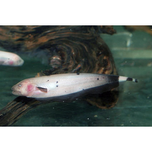 Нож Золотой Аптеронотус (Apteronotus albifrons goldy) — это разновидность рыбы-ножа, которая отличается от других видов Аптеронотусов окраской и некоторыми особенностями внешнего вида.