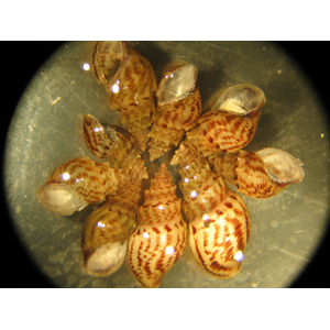 Thiara winteri (также известная как улитка прамбанан, spiked tower snail или spiky trumpet snail) — пресноводный моллюск из семейства Thiaridae.