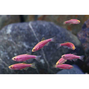 Данио Глофиш (Danio Glofish) — генетически модифицированная аквариумная рыбка, способная люминесцировать в лучах естественного и искусственного освещения. Это вид пресноводных флуоресцирующих лучепёрых рыб из семейства Карповых, рода Данио.