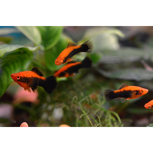 Меченосец (Xiphophorus hellerii) — живородящая лучеперая рыба из семейства пецилиевых. Получила название благодаря характерному удлинённому хвостовому плавнику у самцов, напоминающему меч.