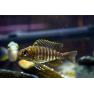 Аулонокара майланда (Aulonocara maylandi) — пресноводная рыба из семейства цихловых, эндемик озера Малави в Восточной Африке.