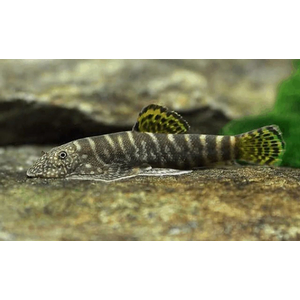 Gastromyzon viriosus — вид гастромизонов, эндемик острова Борнео. Принадлежит семейству Balitoridae.