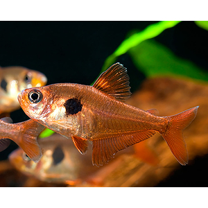 Hyphessobrycon sweglesi — вид тропических пресноводных лучепёрых рыб из семейства харациновых, известный как красный фантом (красный орнатус).