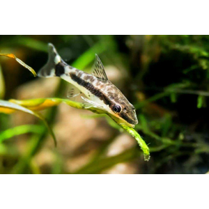 Отоцинклюс аффинис (Otocinclus affinis, также известен как Macrotocinclus affinis) — пресноводная лучеперая рыбка из семейства кольчужных сомов (Loricariidae). Популярна в аквариумистике благодаря способности поедать водоросли.