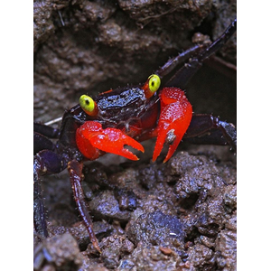 Краб-вампир красноклешневый (Geosesarma dennerle) — пресноводный тропический краб, ведущий преимущественно наземный образ жизни.