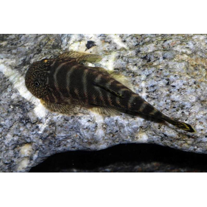 Gastromyzon viriosus — вид гастромизонов, эндемик острова Борнео. Принадлежит семейству Balitoridae.