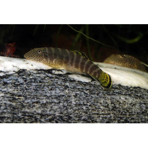 Gastromyzon viriosus — вид гастромизонов, эндемик острова Борнео. Принадлежит семейству Balitoridae.