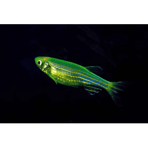​Данио рерио (GloFish) «Мятный» — генетически модифицированная форма аквариумной рыбки данио-рерио (Danio rerio), выведенная путём добавления генов морских медуз и кораллов, продуцирующих светящийся белок.