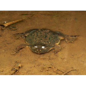 Occidozyga lima (индонезийская лягушка, Rough-skinned Floating Frog, Green Puddle Frog) — вид лягушек семейства Dicroglossidae.
