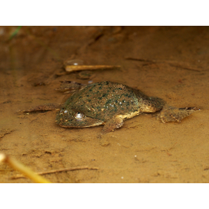Occidozyga lima (индонезийская лягушка, Rough-skinned Floating Frog, Green Puddle Frog) — вид лягушек семейства Dicroglossidae.