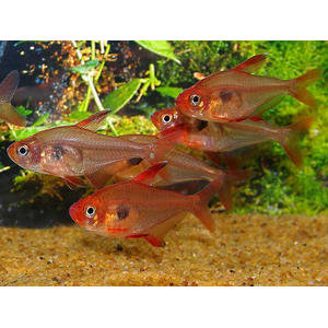 Hyphessobrycon sweglesi — вид тропических пресноводных лучепёрых рыб из семейства харациновых, известный как красный фантом (красный орнатус).