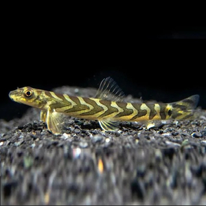 Mesonoemacheilus triangularis (вьюн Зодиак, Zodiac Loach) — пресноводная рыба из семейства Nemacheilidae (гольцовые).