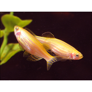 Danio rerio albino — это естественная морфологическая форма классической рыбы данио рерио, отличающаяся отсутствием пигментации, из-за чего полосы на теле имеют белый цвет вместо тёмного.