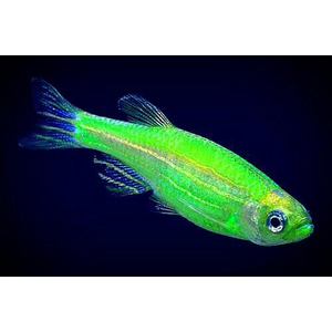 ​Данио рерио (GloFish) «Мятный» — генетически модифицированная форма аквариумной рыбки данио-рерио (Danio rerio), выведенная путём добавления генов морских медуз и кораллов, продуцирующих светящийся белок.