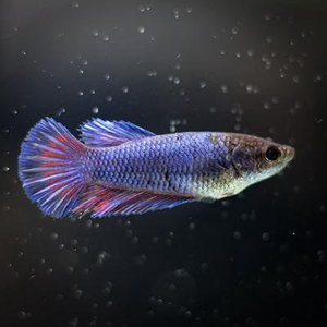 Курочка супердельта (Betta splendens «Super Delta») — селекционная форма сиамского петушка, отличающаяся особым строением хвостового плавника и яркой окраской.